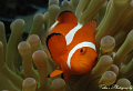   Clownfish  